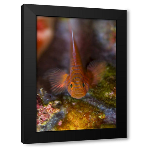 Indonesia, Raja Ampat Goby fish above coral Black Modern Wood Framed Art Print by Shimlock, Jones