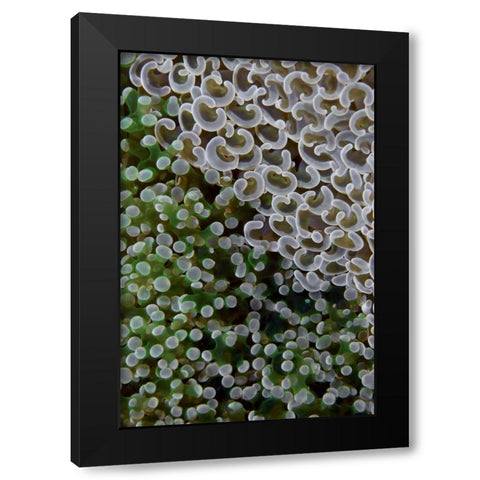 Hard corals on reef, Ayau Island, Indonesia Black Modern Wood Framed Art Print by Shimlock, Jones