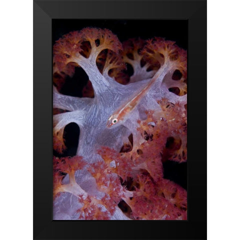 Indonesia Goby fish by pink soft coral Black Modern Wood Framed Art Print by Shimlock, Jones