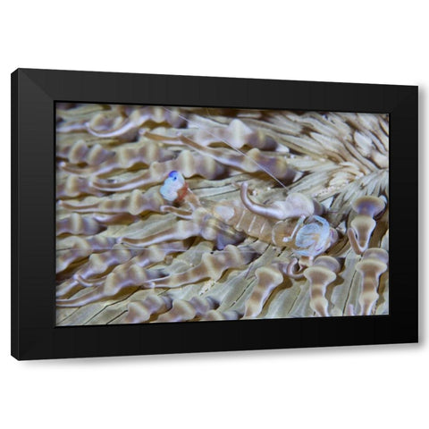 Indonesia This commensal shrimp among anemones Black Modern Wood Framed Art Print by Shimlock, Jones