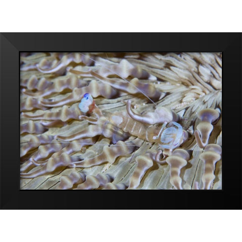 Indonesia This commensal shrimp among anemones Black Modern Wood Framed Art Print by Shimlock, Jones