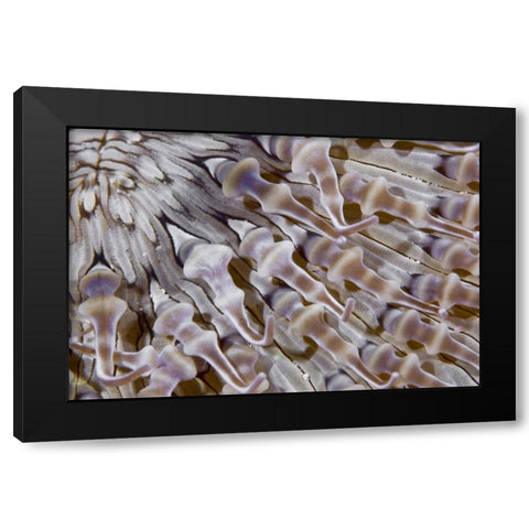 Ringed anemone, Raja Ampat, Indonesia Black Modern Wood Framed Art Print by Shimlock, Jones