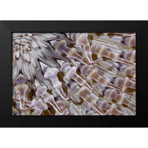 Ringed anemone, Raja Ampat, Indonesia Black Modern Wood Framed Art Print by Shimlock, Jones