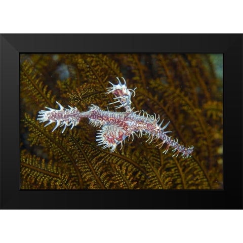 Ghost pipefish, Raja Ampat, Indonesia Black Modern Wood Framed Art Print by Shimlock, Jones