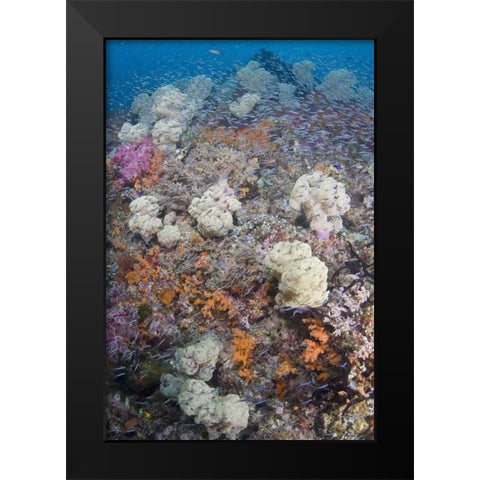 Indonesia Schooling fish swim past diverse reef Black Modern Wood Framed Art Print by Shimlock, Jones