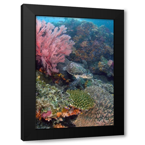 Hawksbill turtle swimming over reef, Indonesia Black Modern Wood Framed Art Print with Double Matting by Shimlock, Jones
