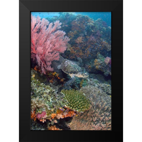 Hawksbill turtle swimming over reef, Indonesia Black Modern Wood Framed Art Print by Shimlock, Jones