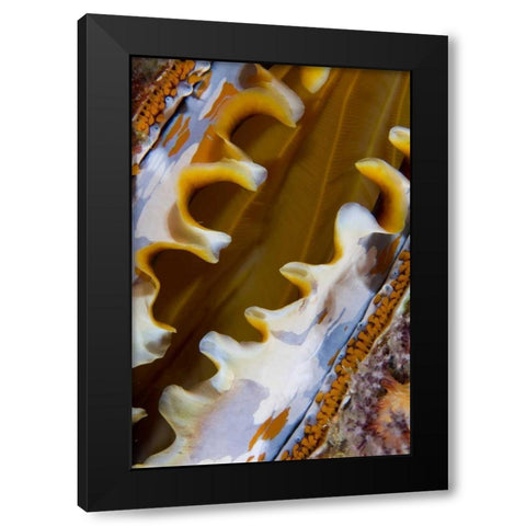 Oyster shell, Raja Ampat, Indonesia Black Modern Wood Framed Art Print by Shimlock, Jones
