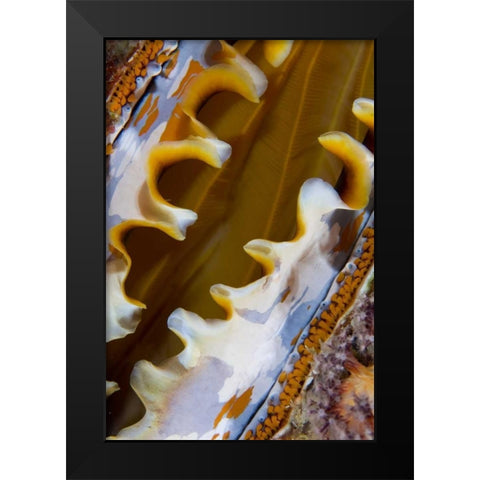 Oyster shell, Raja Ampat, Indonesia Black Modern Wood Framed Art Print by Shimlock, Jones