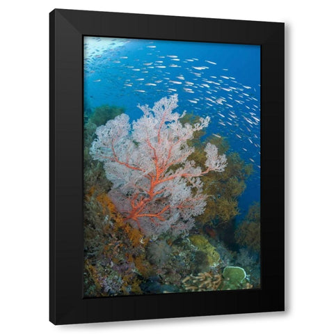 Fish and coral reef, Raja Ampat, Indonesia Black Modern Wood Framed Art Print by Shimlock, Jones
