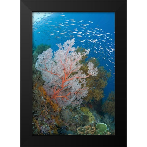Fish and coral reef, Raja Ampat, Indonesia Black Modern Wood Framed Art Print by Shimlock, Jones
