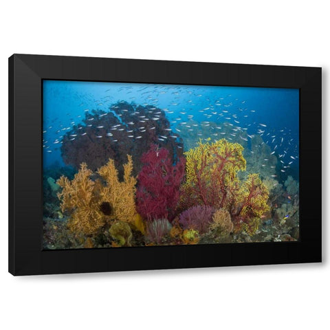 Indonesia Coral reef marine ecosystem Black Modern Wood Framed Art Print by Shimlock, Jones