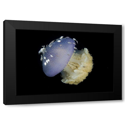 Jellyfish and juvenile trevally fish, Indonesia Black Modern Wood Framed Art Print by Shimlock, Jones