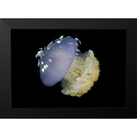 Jellyfish and juvenile trevally fish, Indonesia Black Modern Wood Framed Art Print by Shimlock, Jones