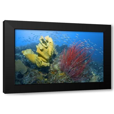 Indonesia, Raja Ampat Black Modern Wood Framed Art Print with Double Matting by Shimlock, Jones
