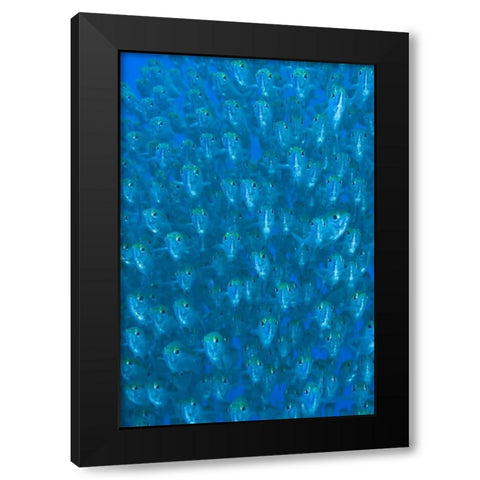 Indonesia, Raja Ampat Schooling ox-eyed scad Black Modern Wood Framed Art Print by Shimlock, Jones
