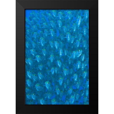 Indonesia, Raja Ampat Schooling ox-eyed scad Black Modern Wood Framed Art Print by Shimlock, Jones