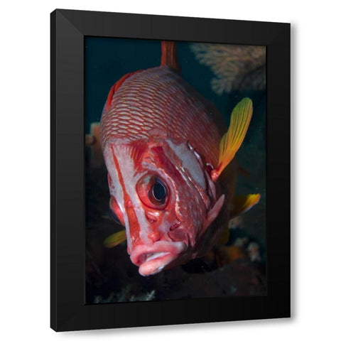 Indonesia, Raja Ampat Close-up of squirrelfish Black Modern Wood Framed Art Print by Shimlock, Jones