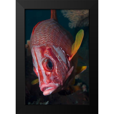 Indonesia, Raja Ampat Close-up of squirrelfish Black Modern Wood Framed Art Print by Shimlock, Jones