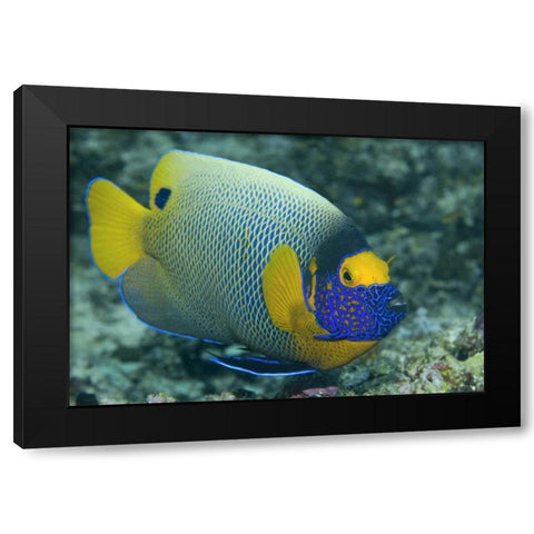 Colorful Emperor Angelfish, Raja Ampat, Indonesia Black Modern Wood Framed Art Print with Double Matting by Shimlock, Jones
