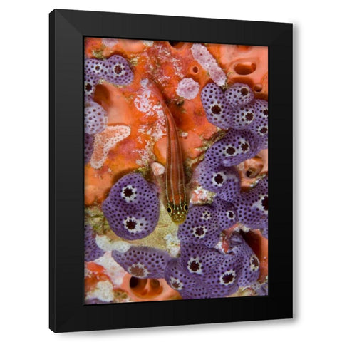 Triplefin fish swimming by sea squirt, Indonesia Black Modern Wood Framed Art Print by Shimlock, Jones