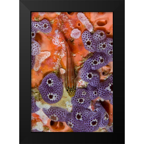 Triplefin fish swimming by sea squirt, Indonesia Black Modern Wood Framed Art Print by Shimlock, Jones
