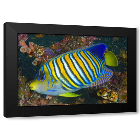 Regal angelfish, Raja Ampat, Indonesia Black Modern Wood Framed Art Print by Shimlock, Jones