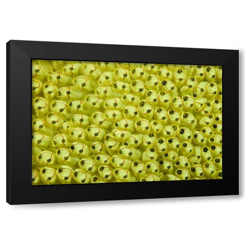 Sea squirt colony, Raja Ampat, Indonesia Black Modern Wood Framed Art Print by Shimlock, Jones