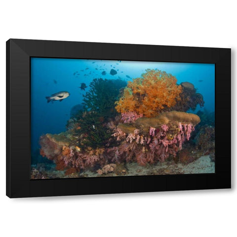 Indonesia Black snapper fish swim by coral reef Black Modern Wood Framed Art Print by Shimlock, Jones