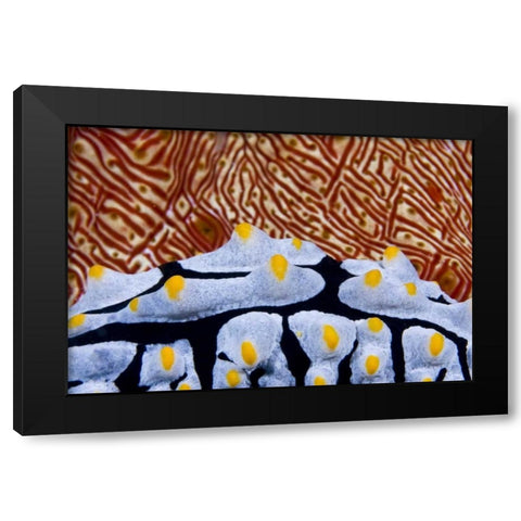 Nudibranch crawling past sea cucumber, Indonesia Black Modern Wood Framed Art Print with Double Matting by Shimlock, Jones