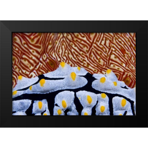 Nudibranch crawling past sea cucumber, Indonesia Black Modern Wood Framed Art Print by Shimlock, Jones