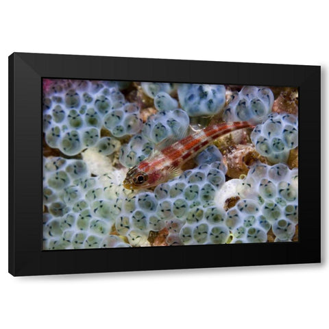Triplefin fish swimming by sea squirt, Indonesia Black Modern Wood Framed Art Print by Shimlock, Jones