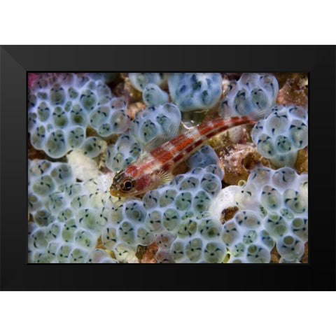 Triplefin fish swimming by sea squirt, Indonesia Black Modern Wood Framed Art Print by Shimlock, Jones