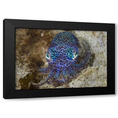 Nocturnal bobtail squid, Aljui Bay, Indonesia Black Modern Wood Framed Art Print with Double Matting by Shimlock, Jones