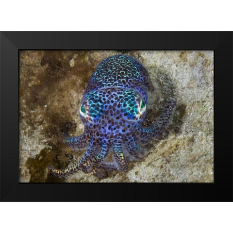 Nocturnal bobtail squid, Aljui Bay, Indonesia Black Modern Wood Framed Art Print by Shimlock, Jones