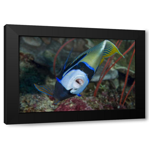 Indonesia, Raja Ampat Emperor angelfish Black Modern Wood Framed Art Print with Double Matting by Shimlock, Jones