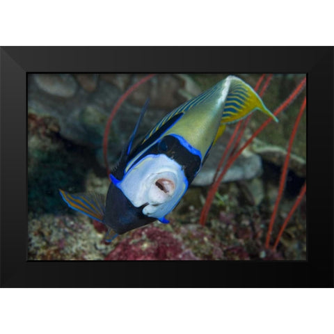 Indonesia, Raja Ampat Emperor angelfish Black Modern Wood Framed Art Print by Shimlock, Jones