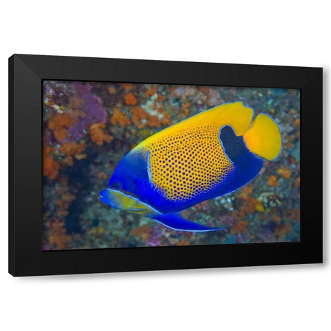 Indonesia, Raja Ampat Blue-girdled angelfish Black Modern Wood Framed Art Print with Double Matting by Shimlock, Jones