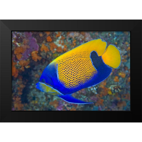 Indonesia, Raja Ampat Blue-girdled angelfish Black Modern Wood Framed Art Print by Shimlock, Jones
