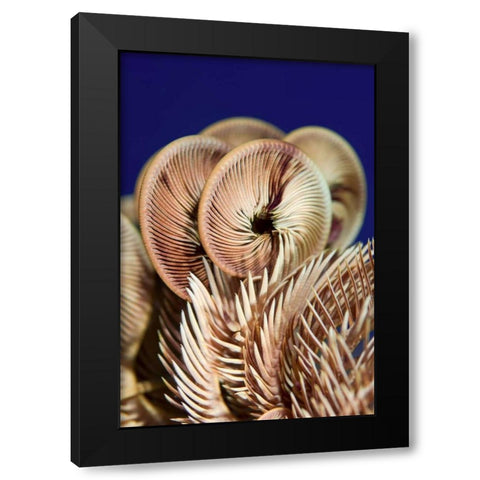 Feather star crinoid, Raja Ampat, Indonesia Black Modern Wood Framed Art Print by Shimlock, Jones
