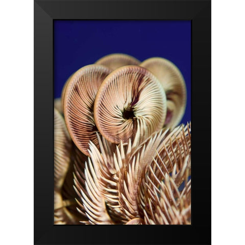 Feather star crinoid, Raja Ampat, Indonesia Black Modern Wood Framed Art Print by Shimlock, Jones