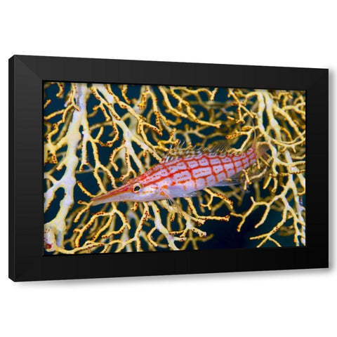 Indonesia, Raja Ampat Hawkfish amid sea fan Black Modern Wood Framed Art Print with Double Matting by Shimlock, Jones