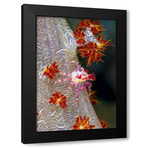 Indonesia Decorator crab blends with soft coral Black Modern Wood Framed Art Print by Shimlock, Jones