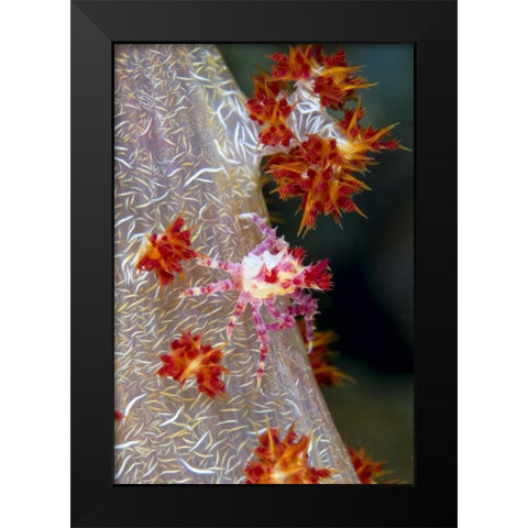 Indonesia Decorator crab blends with soft coral Black Modern Wood Framed Art Print by Shimlock, Jones