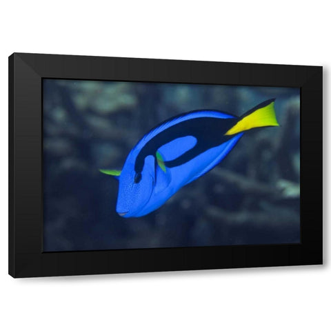 Indonesia, Raja Ampat Palette surgeonfish Black Modern Wood Framed Art Print by Shimlock, Jones