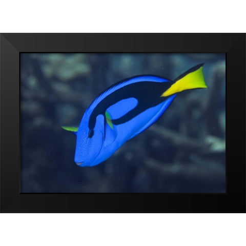 Indonesia, Raja Ampat Palette surgeonfish Black Modern Wood Framed Art Print by Shimlock, Jones