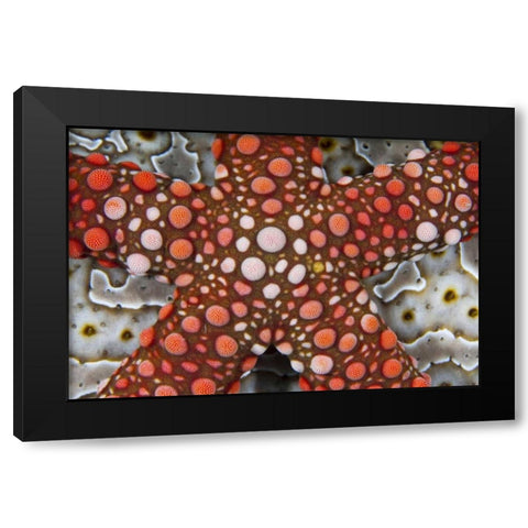 Indonesia Sea star over a sea cucumber Black Modern Wood Framed Art Print by Shimlock, Jones
