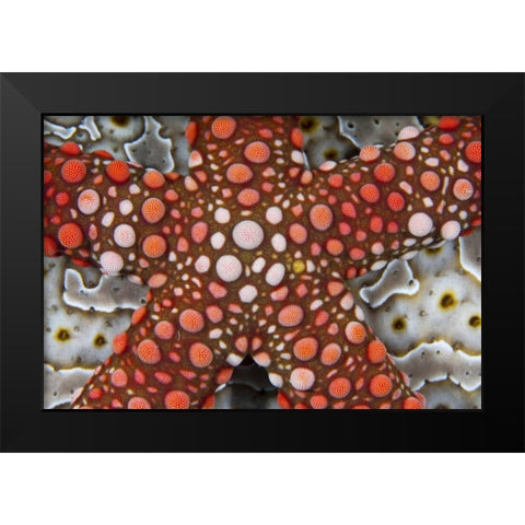 Indonesia Sea star over a sea cucumber Black Modern Wood Framed Art Print by Shimlock, Jones