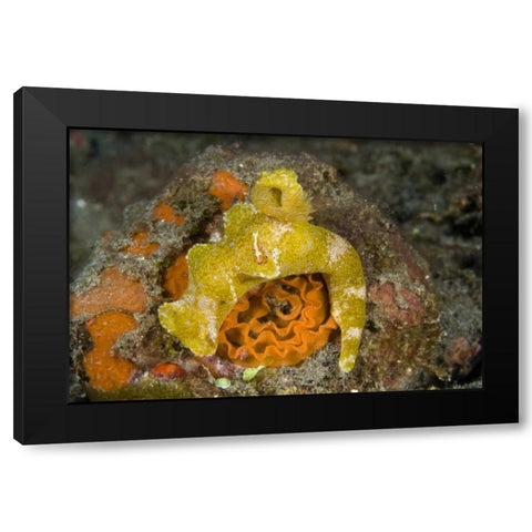 Indonesia A nudibranch with an imperial shrimp Black Modern Wood Framed Art Print with Double Matting by Shimlock, Jones