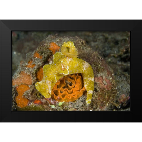 Indonesia A nudibranch with an imperial shrimp Black Modern Wood Framed Art Print by Shimlock, Jones